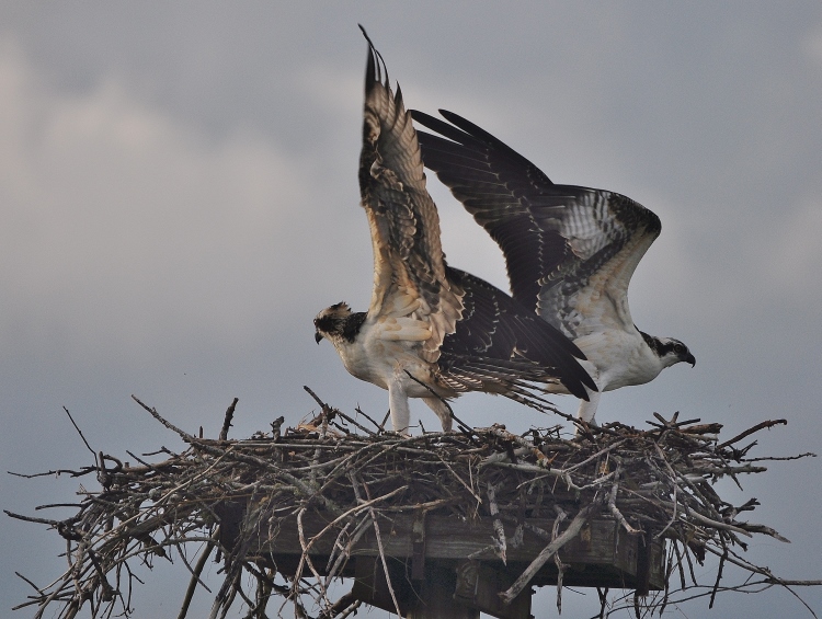 2 osprey in nest